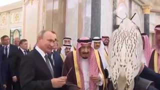 Путин, король Сальман и подарок монарху - охотничий кречет Альфа