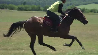 ახმეტის დოღი