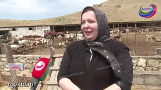 В фермерском хозяйстве Ларисы Алиевой - больше 200 голов крупнорогатого скота