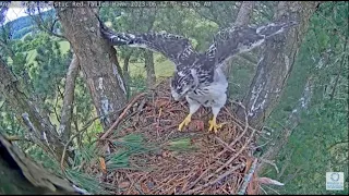 Angel The Leucistic Red-Tailed Hawk: Deyani And The New Toy. 12 Jun 2023