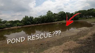 Saving  Giant Fish From A Pond About To Be DRAINED!!