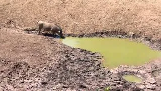 Crocodile and warthog