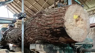 Sawing a monster shaped pine log #24