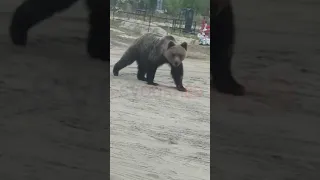 В ЯНАО на кладбище пришли медведи