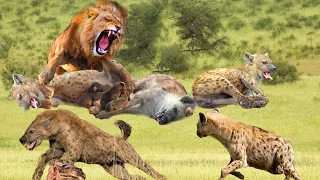 This is Why Clan of Hyenas Just Afraid Male Lion - Huge Mistake Of Hyenas When Provoke Lions