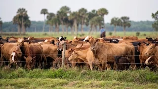 Church-Affiliated Ranch Balances Agriculture and Conservation in Central Florida
