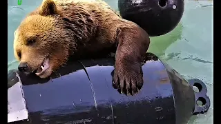 Мансур 🟤 Circus-bear swims with enormous new toy!