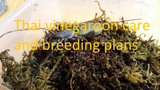 thai vinegaroon care and breeding project