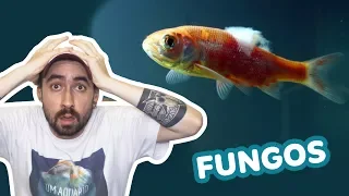 Meu peixe está com FUNGOS, e agora?