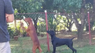 Vizsla and German shorthaired pointer vs a parrot