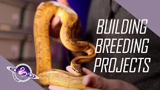 Building Ball Python Projects | Ball Python Breeding Starter Guide