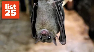 25 Incredible Facts About Bats You Probably Didn't Know