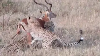 Top Most Extreme Animal Attacks Caught on Camera