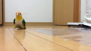 Шлёпающий попугай Funny parrot