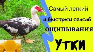 Самый Легкий и Быстрый способ ОЩИПЫВАНИЯ утки. Воскование