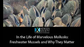 In the Life of Marvelous Mollusks: Freshwater Mussels and Why They Matter