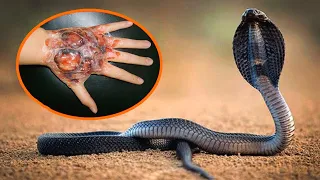 Top 10 Most Venomous Snakes in the world - Most Poisonous Snakes