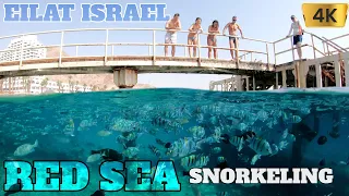 EILAT - ISRAEL - RED SEA SNORKELING - CORAL REEF -PRINCESS BEACH -  4K GOPRO