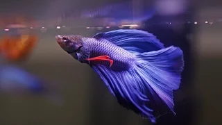 HOW TO: Care for Betta Fish