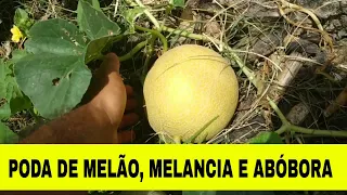 MOMENTO AGROFLORESTA 03 - PODA DO MELÃO, MELANCIA E ABÓBORA