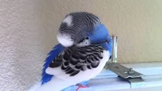 Most beautiful parakeet