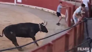 Resumen de la exhibición de vacas de la ganadería Vicente Benavent en la plaza de toros de Vinaròs