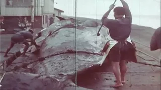 After the Whale | Film against commercial whaling (1950's Documentary)