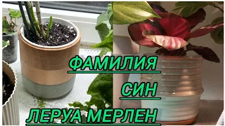 💚Ищу красивые кашпо и декор для растений 🌷💕 СИН ЛЕРУА ФАМИЛИЯ