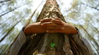 El SECRETO de Abrazar a los ÁRBOLES