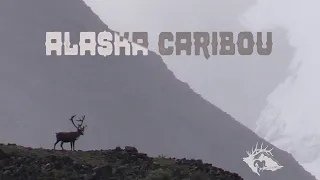 Alaska Caribou Hunt