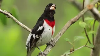 Rose-breasted Grosbeak