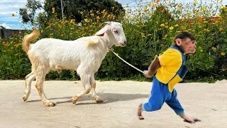 So Smart! Cuits Farmer Find Rescues Goat Ben