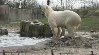 Eisbären beim Spielen