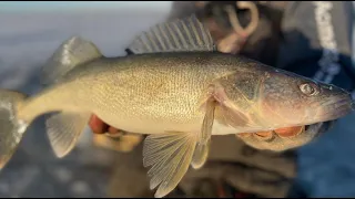 Catching TONS of Walleyes Ice Fishing in SUPER Shallow Water!