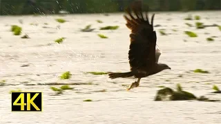 Schwarzmilan fängt Fisch (black kite fishing) 4K