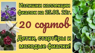 Поделюсь излишками сортовых фиалок. В основном стартёры, немного деток и молодых розеток!