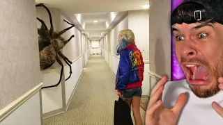 die größte Spinne der Welt..
