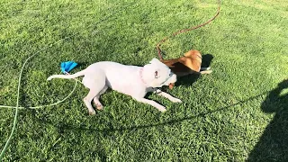 Two Best Girl Dog Friends Chewing a Pine Cone