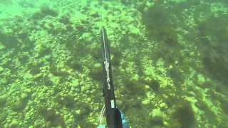 Spearfishing East Beach Tasmania