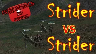 Strider VS Strider (PvP) / Lineage 2 Interlude