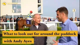 How to pick winners around the paddock