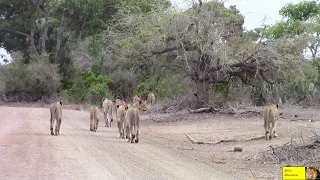 LIONS - Lots And Lots Of Them In Kruger National Park