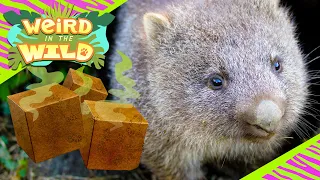 How Do Wombats Poop Cubes? | WEIRD IN THE WILD