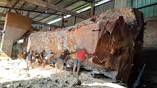 The largest mahogany wood in the world was bought by 1.2 billion Japanese to be sawn off by sawmills