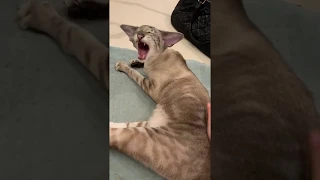 Little cat meows and yawns for scratches