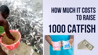 How much does it cost to raise 1000 Catfish (2024)