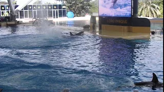 Orca Ocean Tenerife 2.