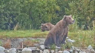 806 and Her Spring Cub - September 15, 2023 (explore.org)