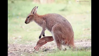 Baby Kangaroos - CUTEST Compilation