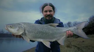 CRAZY ASP Fishing in Winter on the PO River